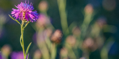 Prairie Bloosom Counselling & Wellness logo
