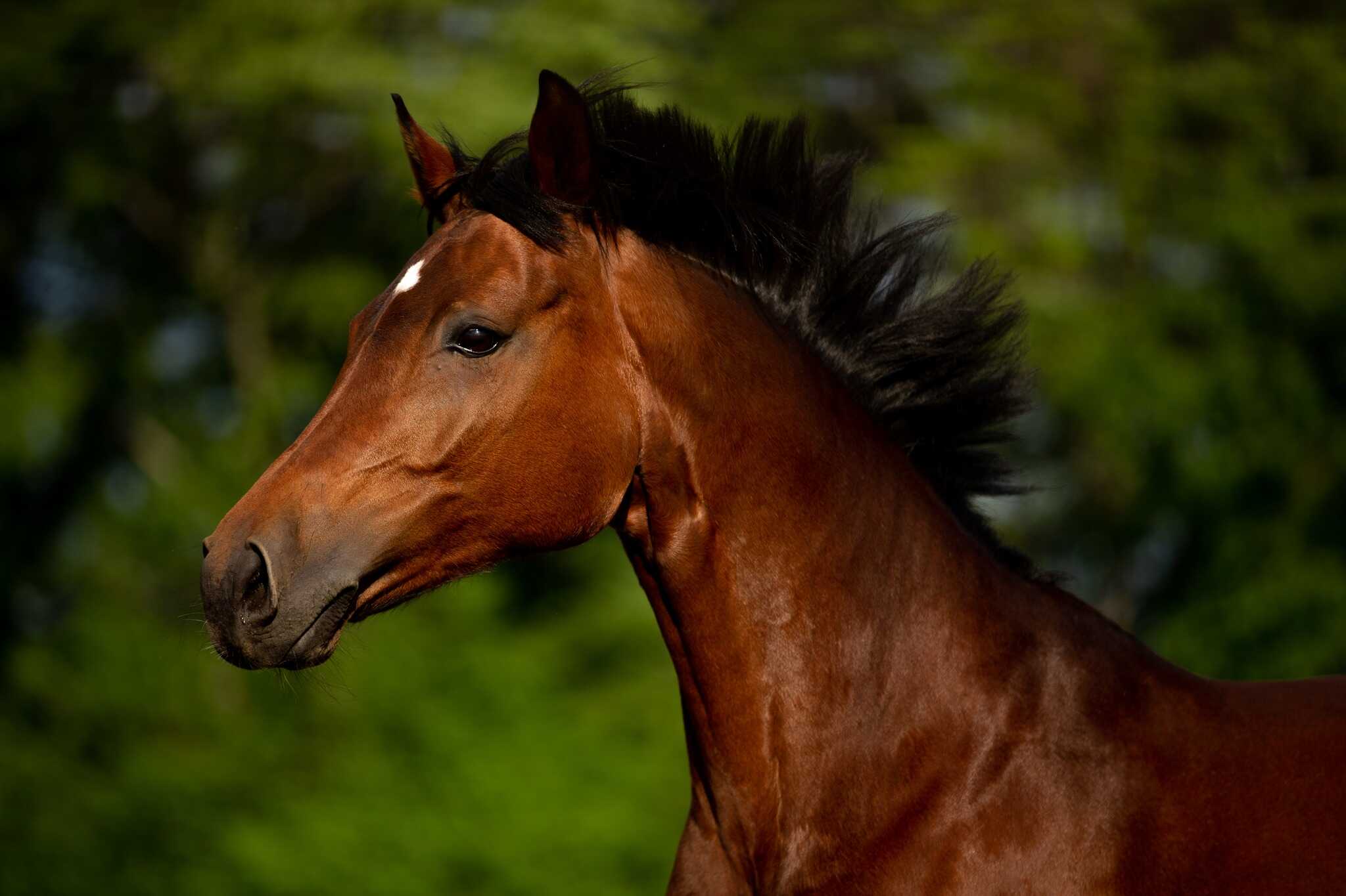 Equine assisted therapy/equitherapie