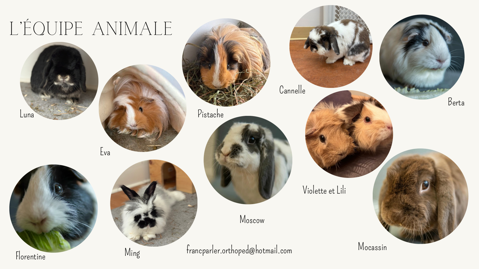 Équipe animale