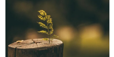 Growing Roots Counselling logo