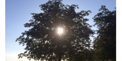 The Color of Healing Counselling Services