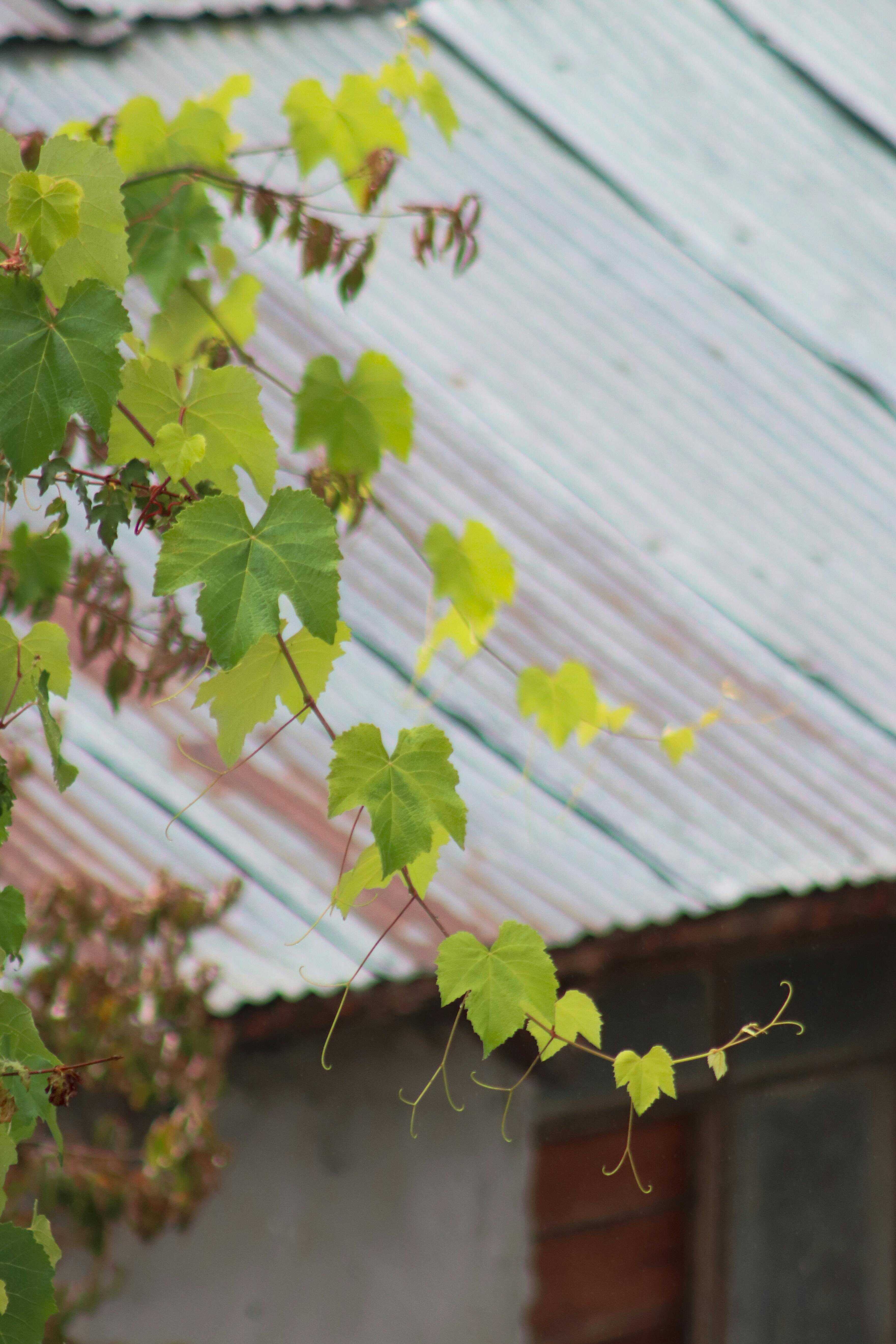 Vine