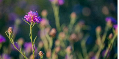 Prairie Blossom Counselling & Wellness logo