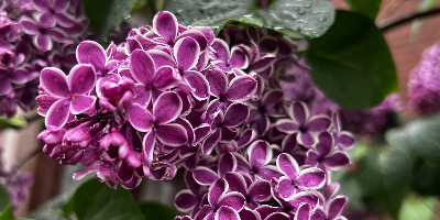 Gordana Vrbanc Duquet