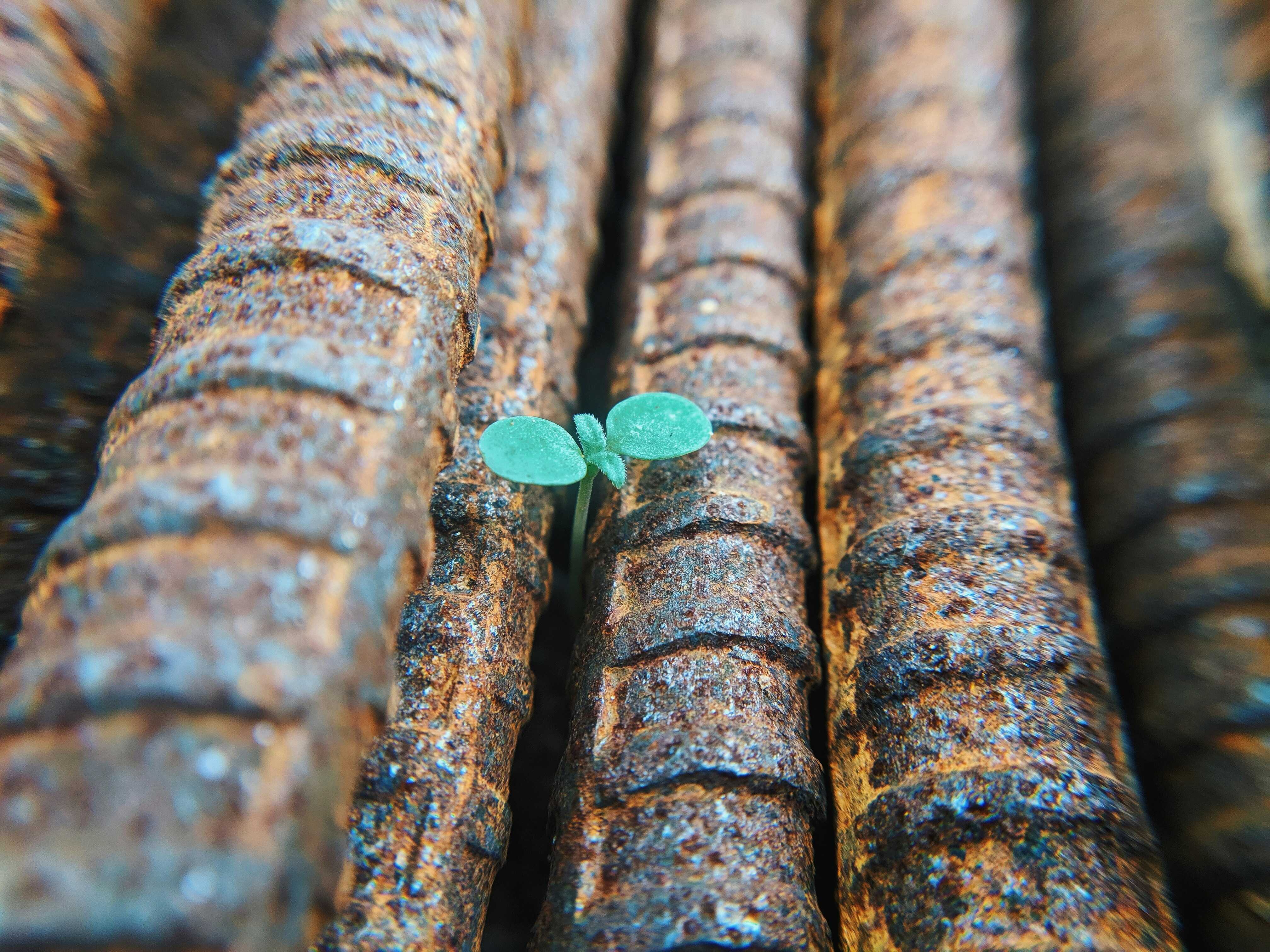 Growth