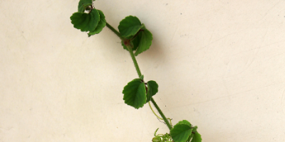 The Vine logo